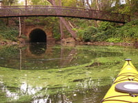 In the bottom right corner of this color photograph, the bow of a bright yellow kayak points forward, floating on an algal creek. In the background, a bridge stretches above a dark brick outlet to the creek, surrounded by trees and plants.